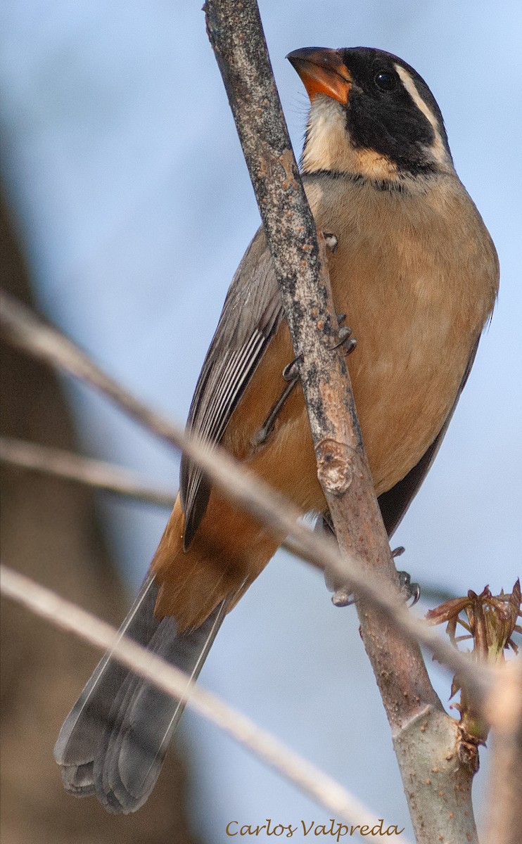 Golden-billed Saltator - ML642989818