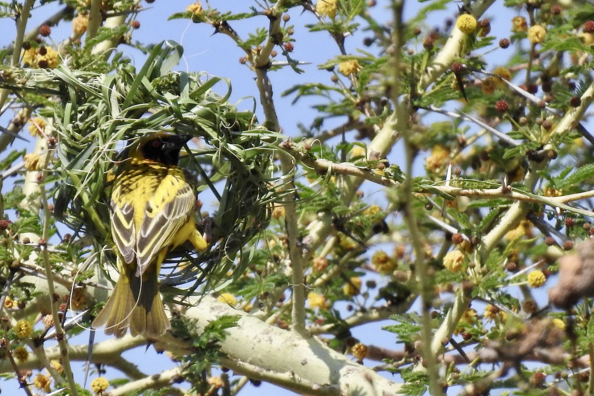Village Weaver - ML642989819
