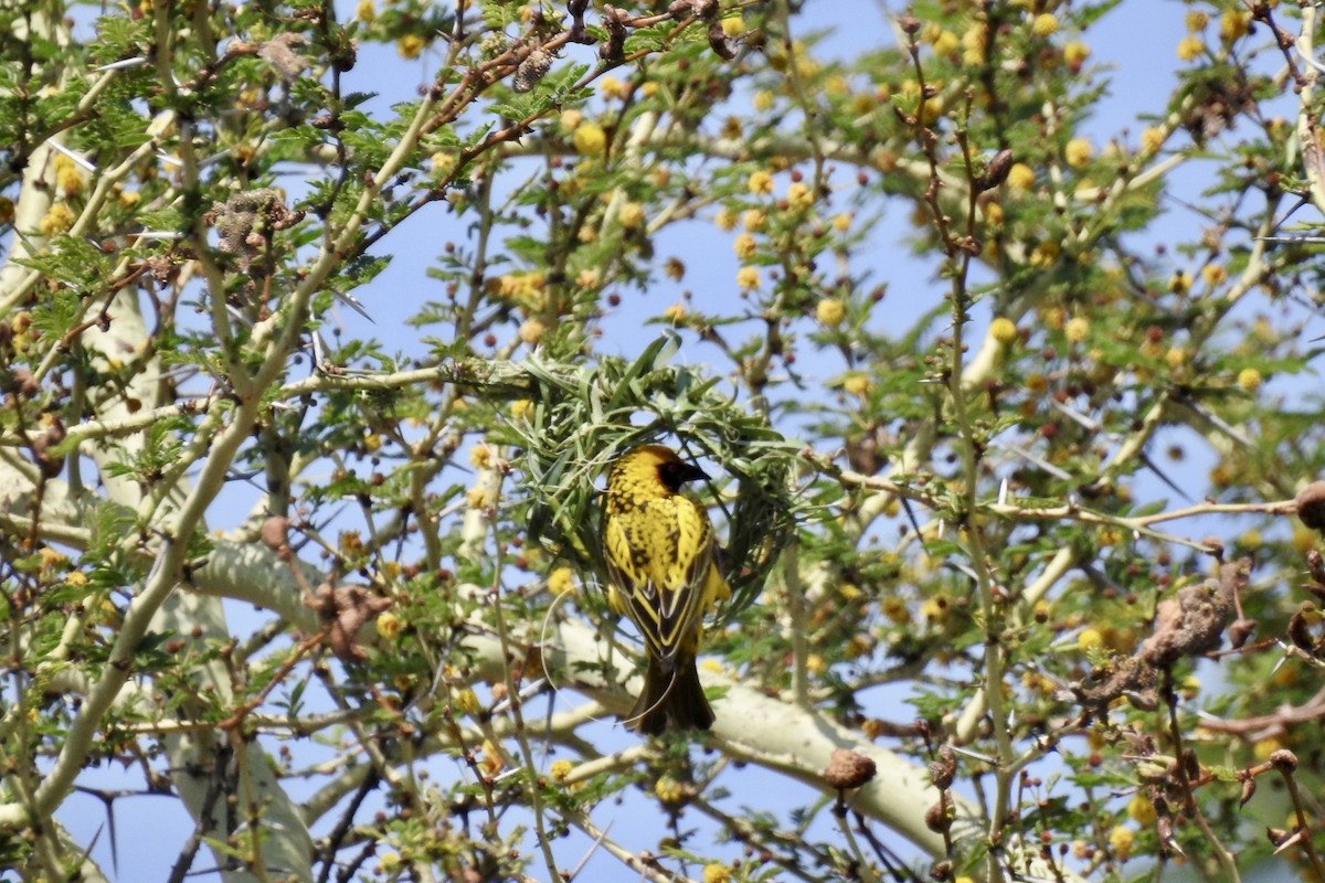 Village Weaver - ML642989820