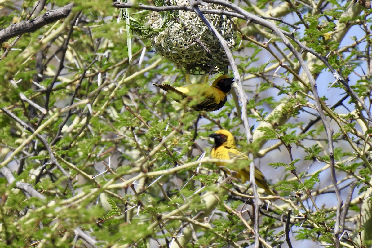 Village Weaver - ML642989821