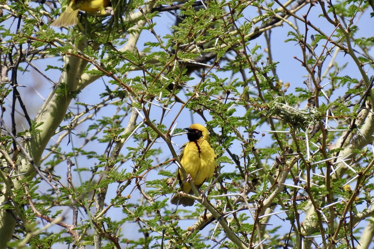 Village Weaver - ML642989822