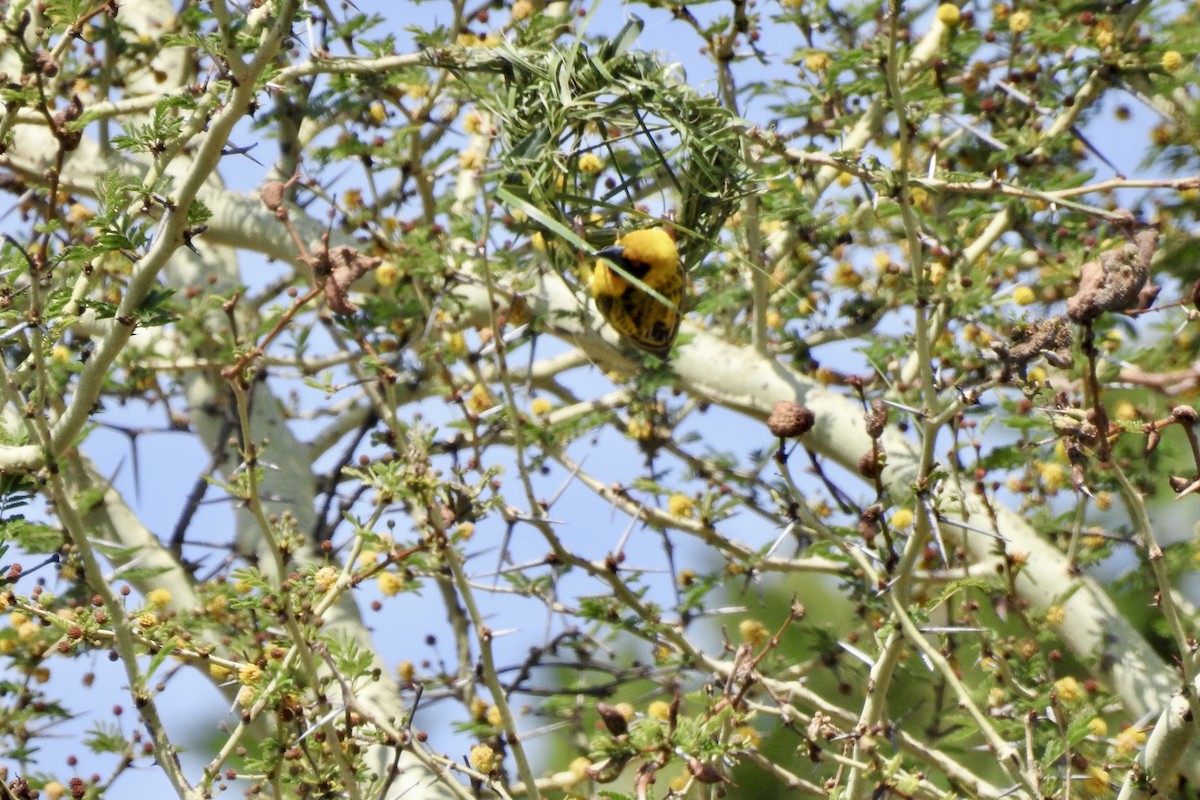 Village Weaver - ML642989823