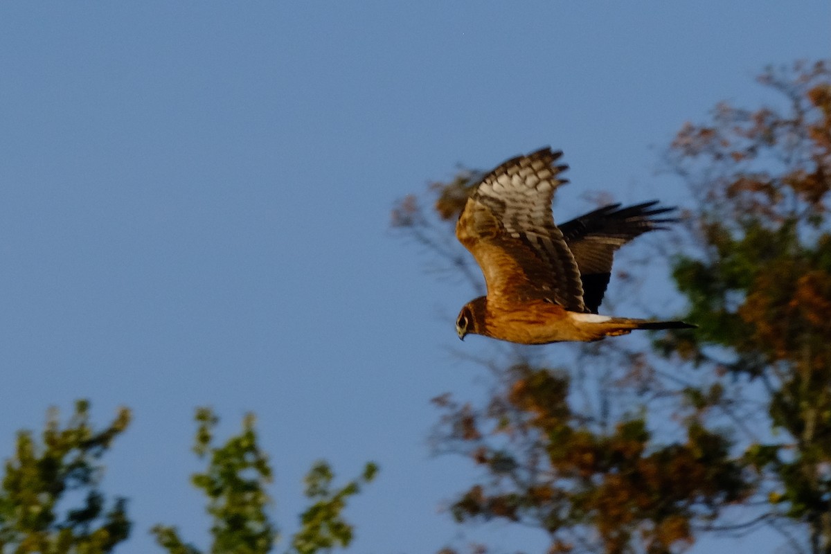Northern Harrier - ML642989831