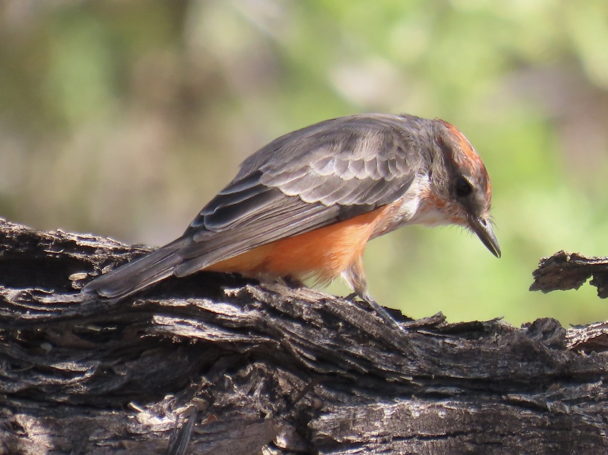 Vermilion Flycatcher - ML642989837