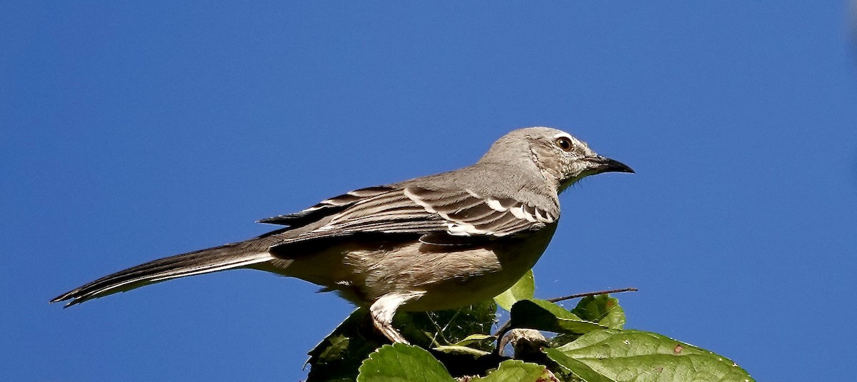 Northern Mockingbird - ML642989856