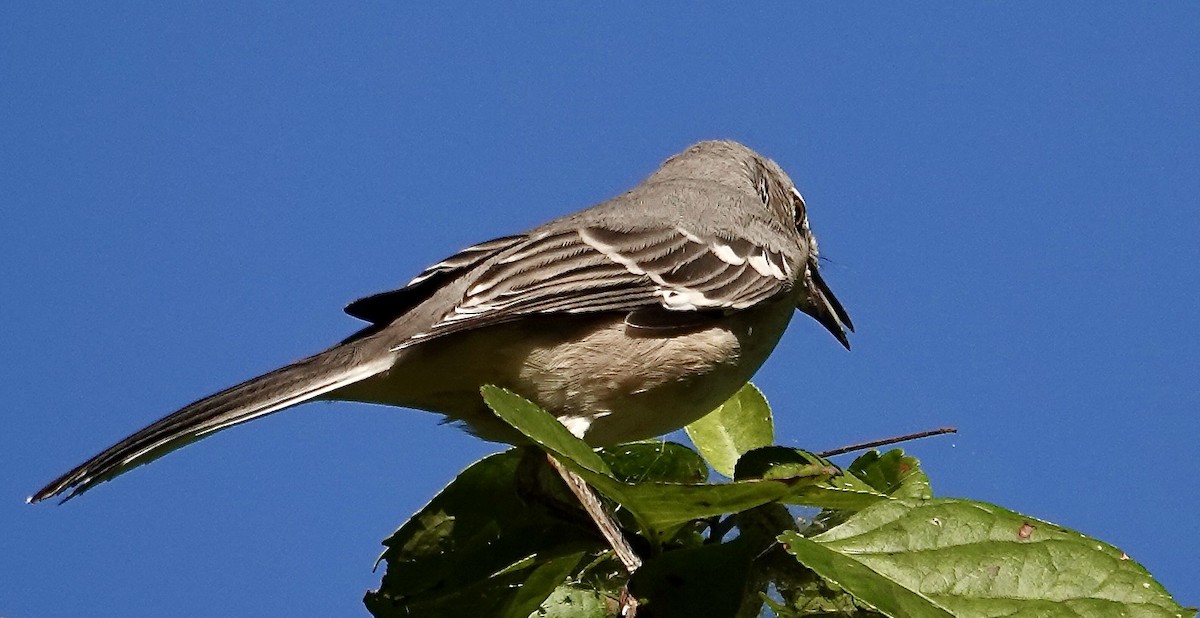 Northern Mockingbird - ML642989857