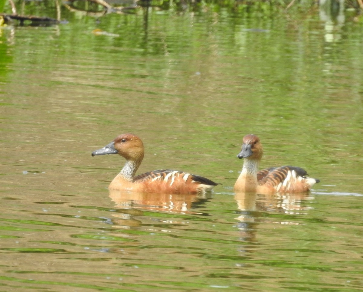 Dendrocygne fauve - ML642989866