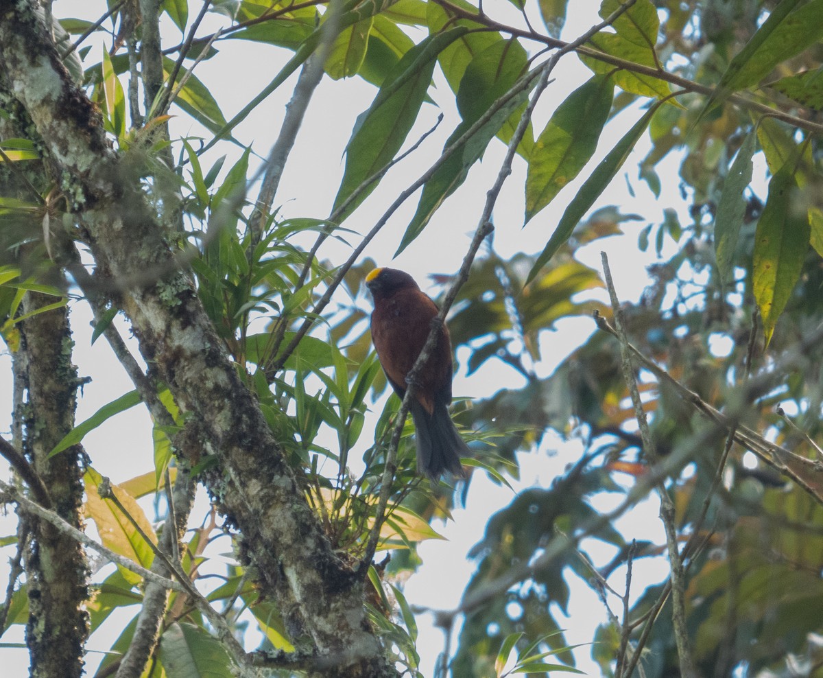 Plushcap - ML642989869