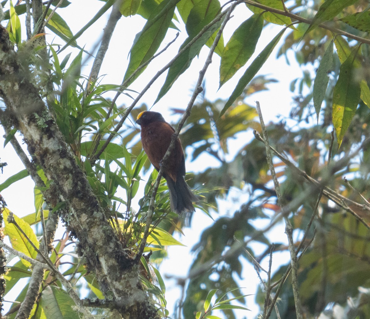 Plushcap - ML642989870