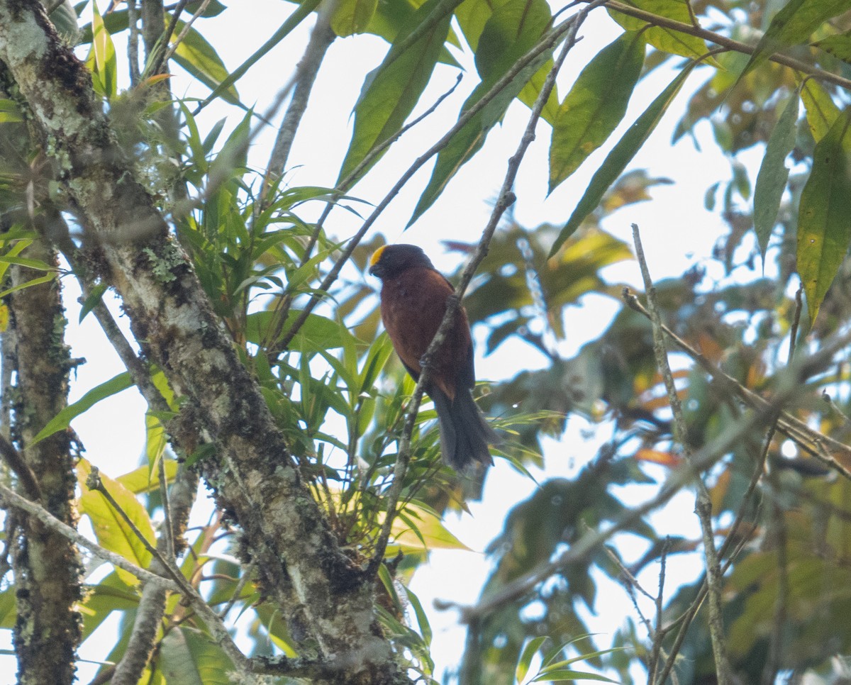 Plushcap - ML642989871