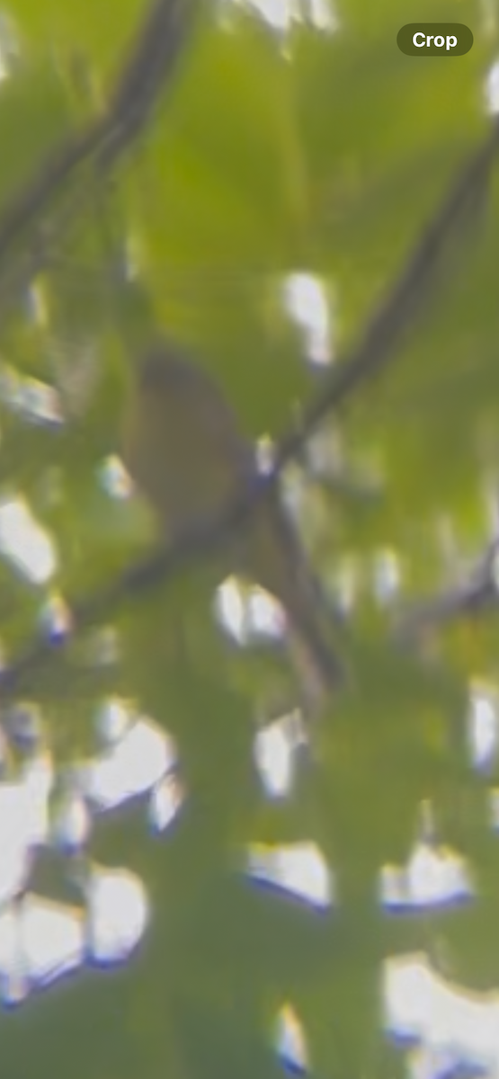 Philadelphia Vireo - ML642989872
