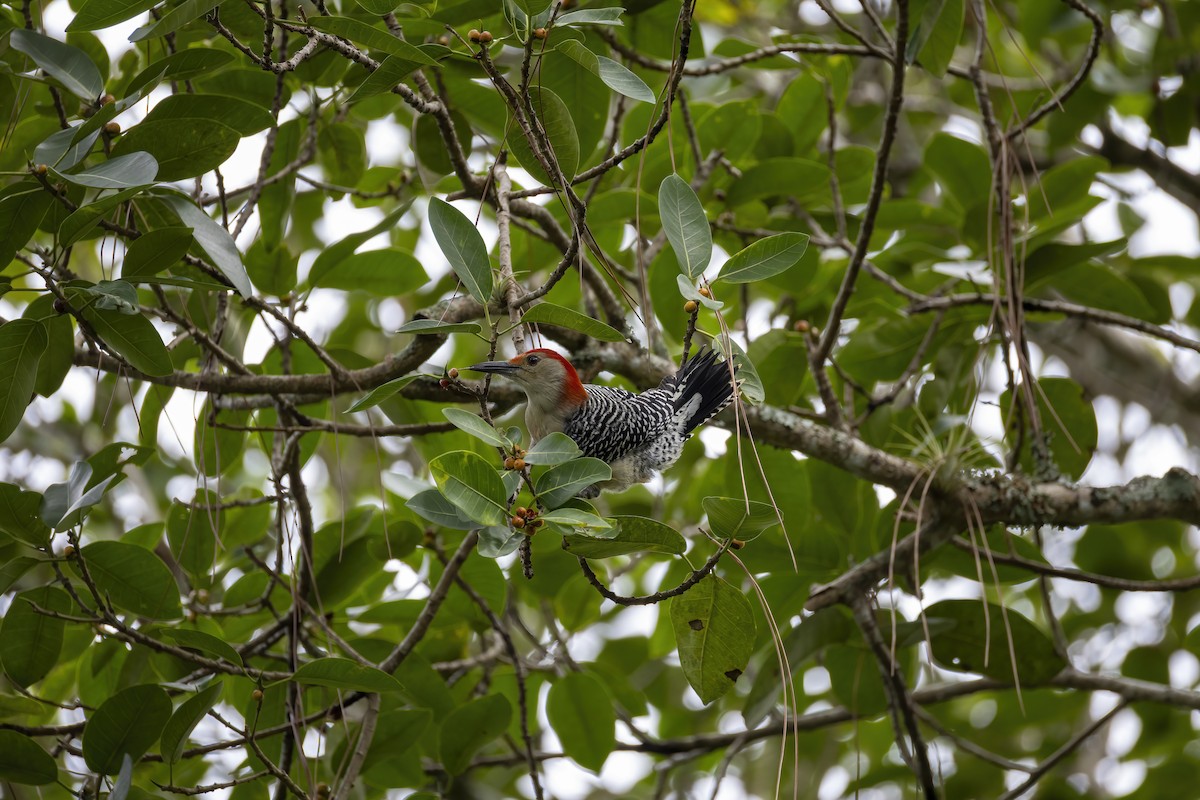 Red-bellied Woodpecker - ML642989878