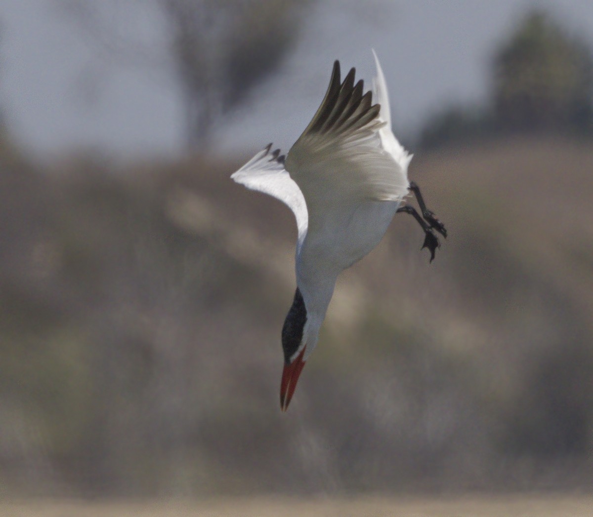 Caspian Tern - ML642989886
