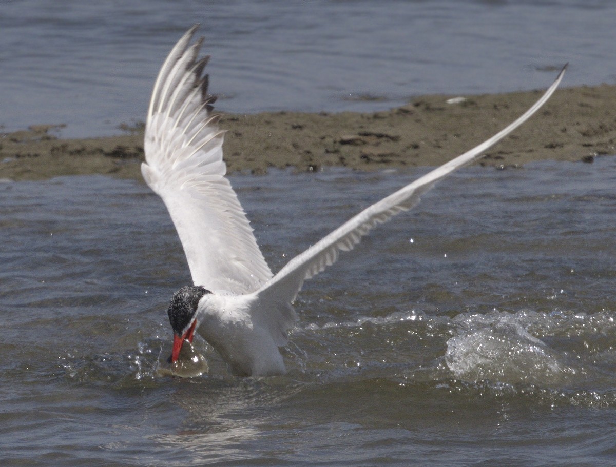 Caspian Tern - ML642989890