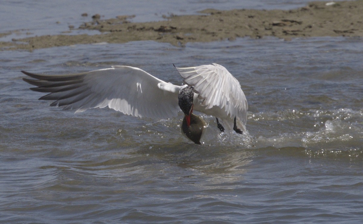 Caspian Tern - ML642989893