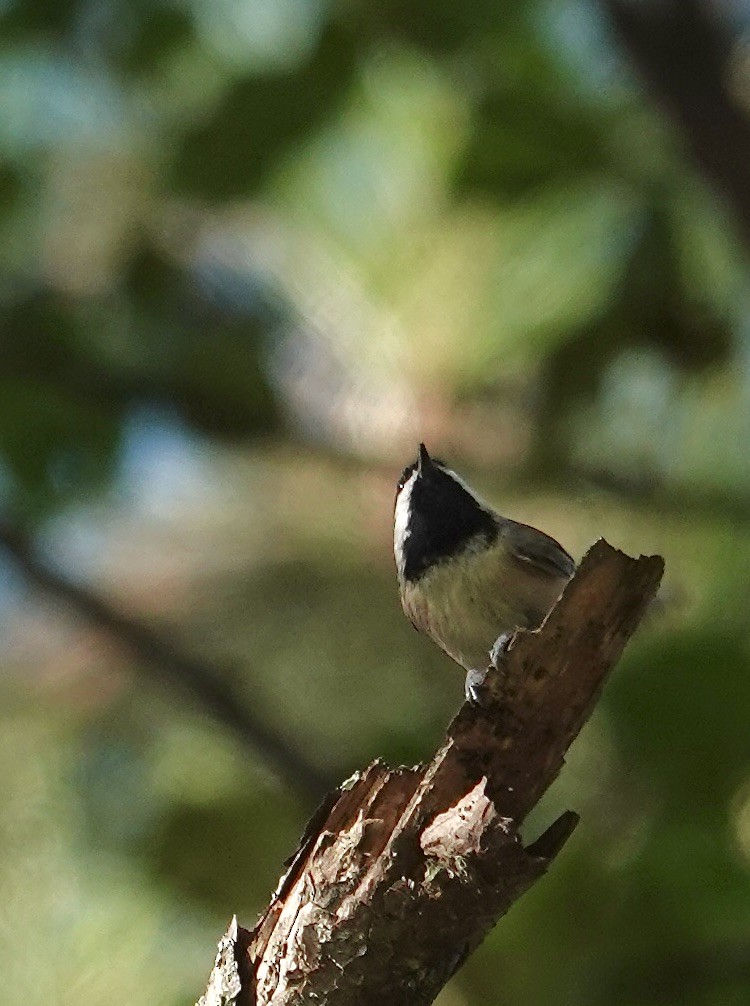 Carolina Chickadee - ML642989894