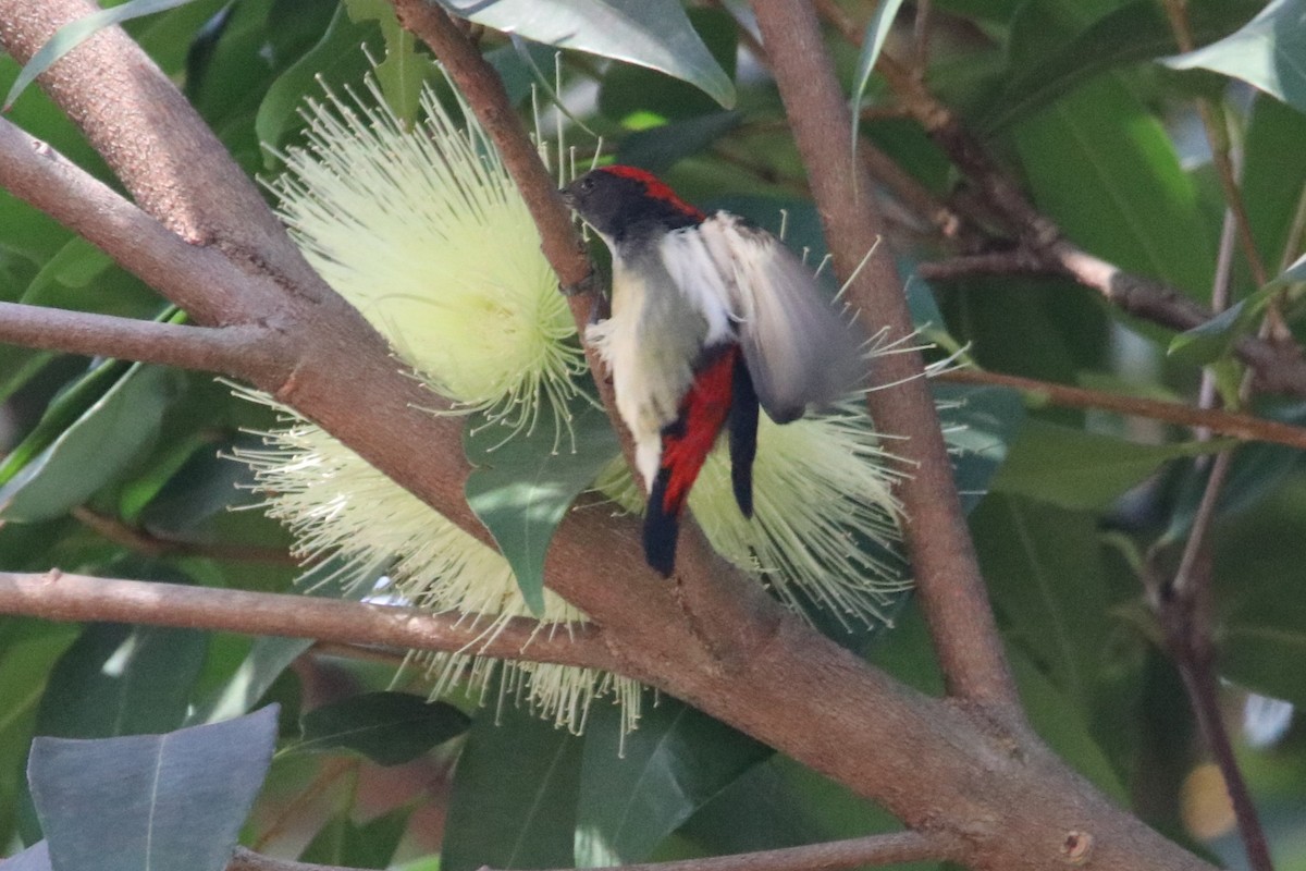 Scarlet-backed Flowerpecker - ML642989895