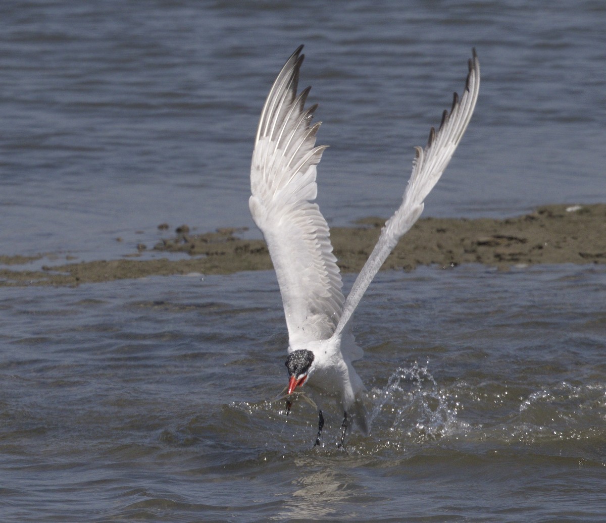 Caspian Tern - ML642989898
