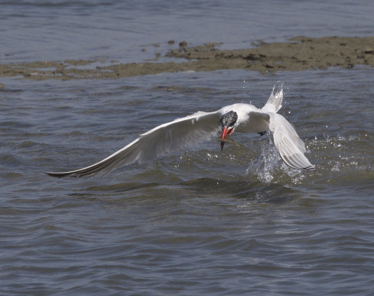 Caspian Tern - ML642989900