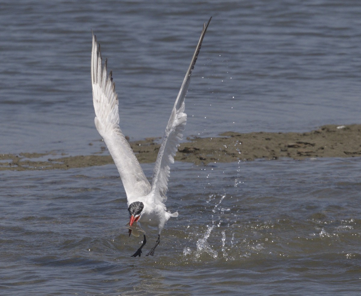 Caspian Tern - ML642989904