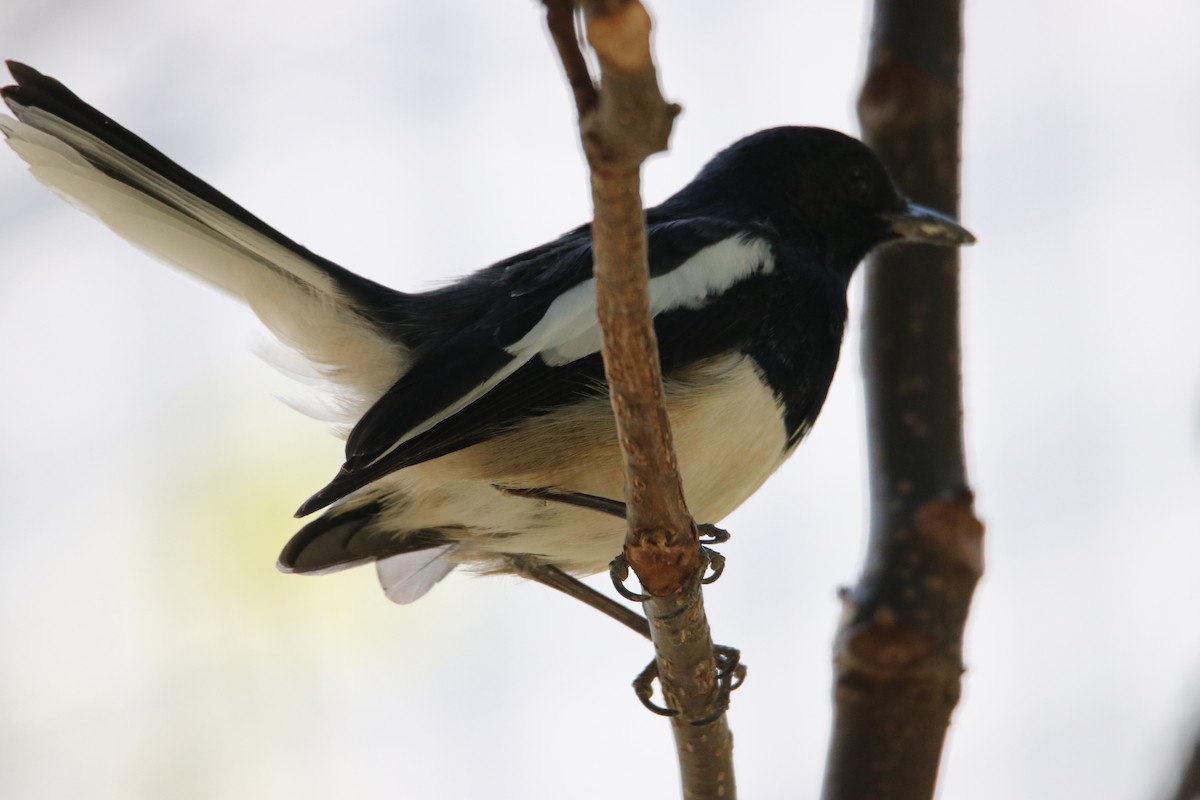 Oriental Magpie-Robin - ML642989906
