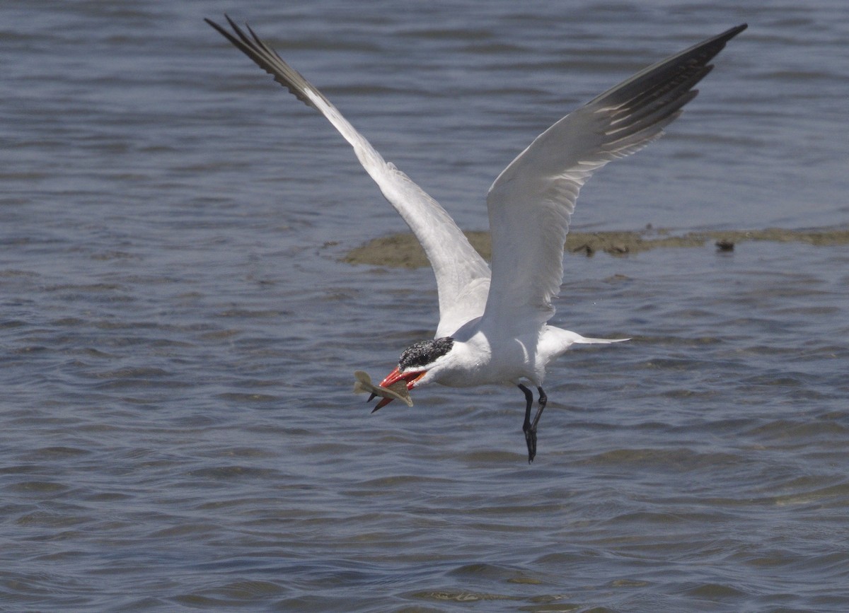 Caspian Tern - ML642989909