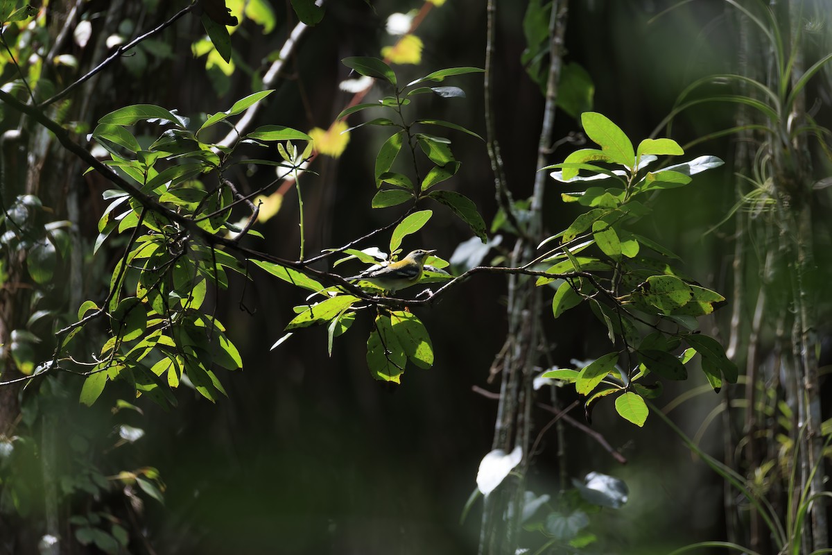 Northern Parula - ML642989910