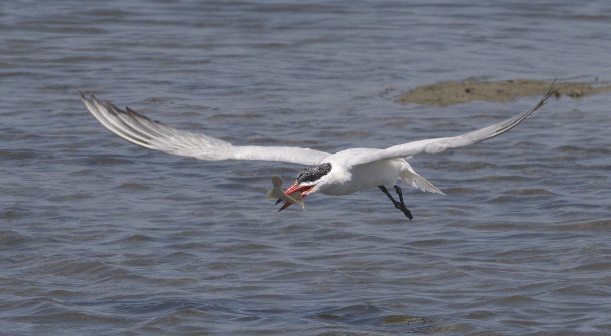 Caspian Tern - ML642989911