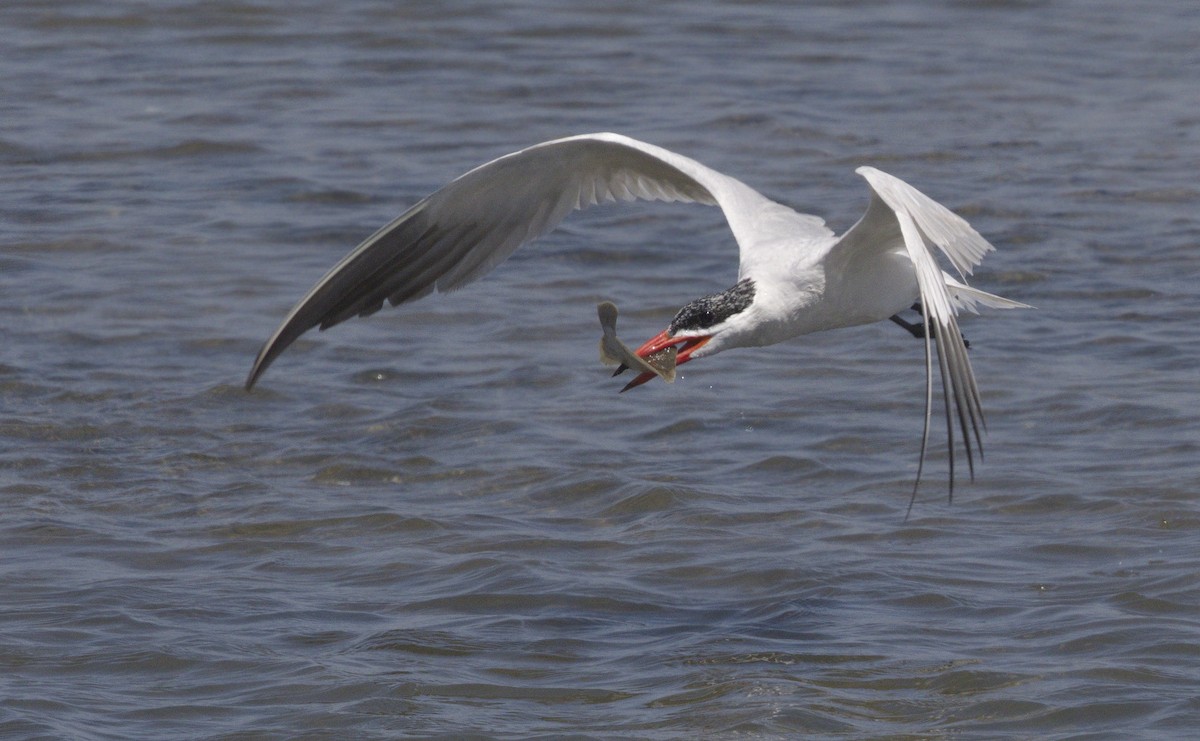 Caspian Tern - ML642989914