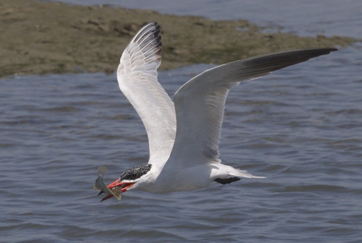 Caspian Tern - ML642989925