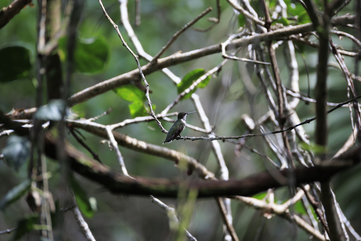 Ruby-throated Hummingbird - ML642989926
