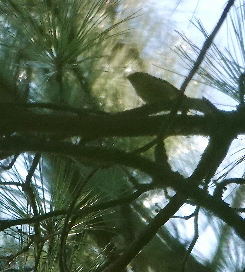 Pine Warbler - ML642989935