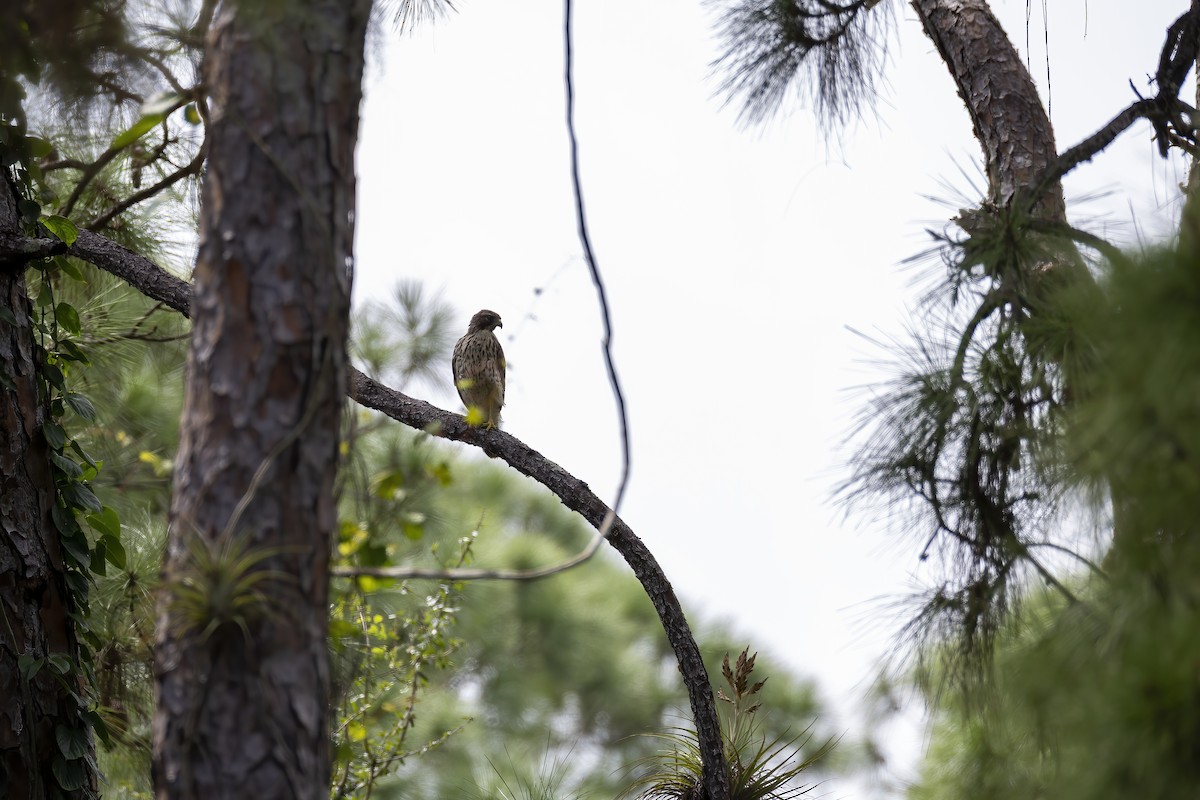 Red-shouldered Hawk - ML642989945
