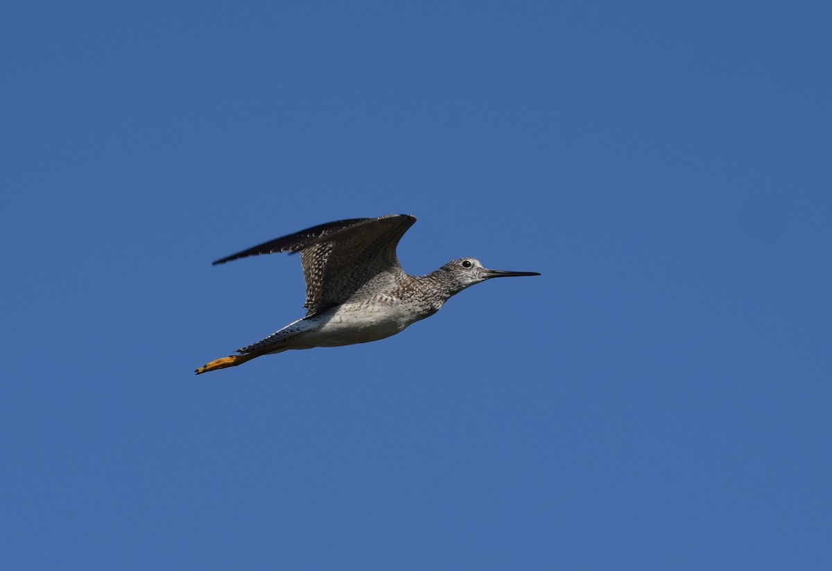 Greater Yellowlegs - ML642989952