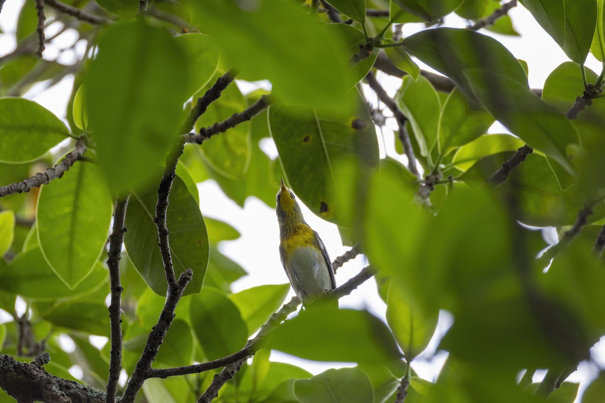 Northern Parula - ML642989965