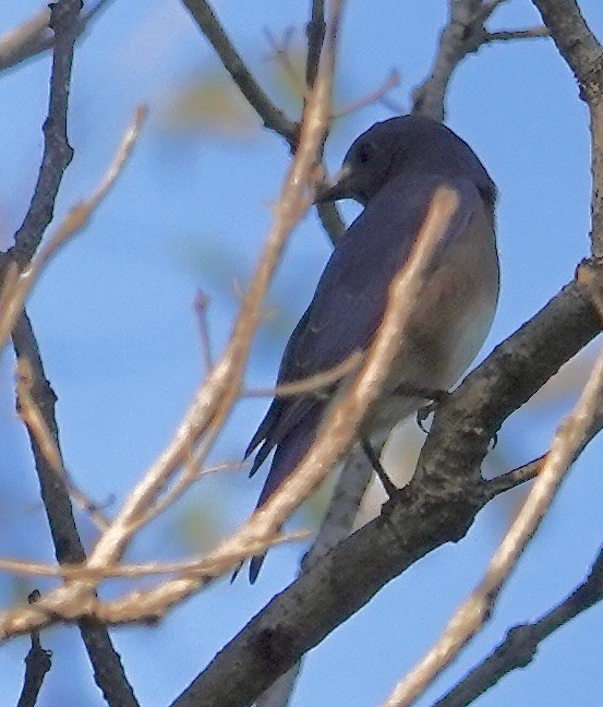 Eastern Bluebird - ML642989966