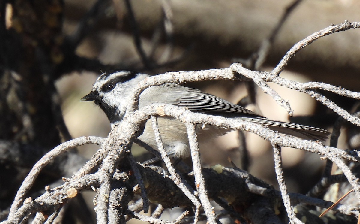 Mountain Chickadee - ML642989981