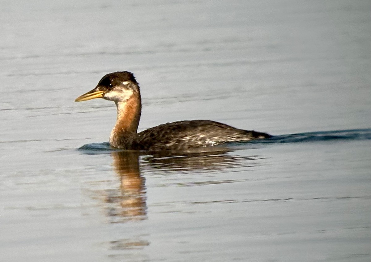 Red-necked Grebe - ML642989985