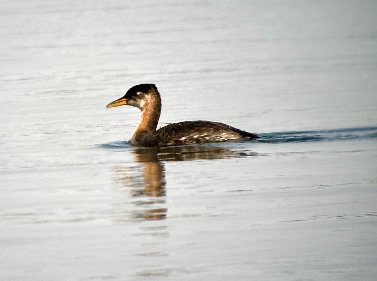 Red-necked Grebe - ML642989986