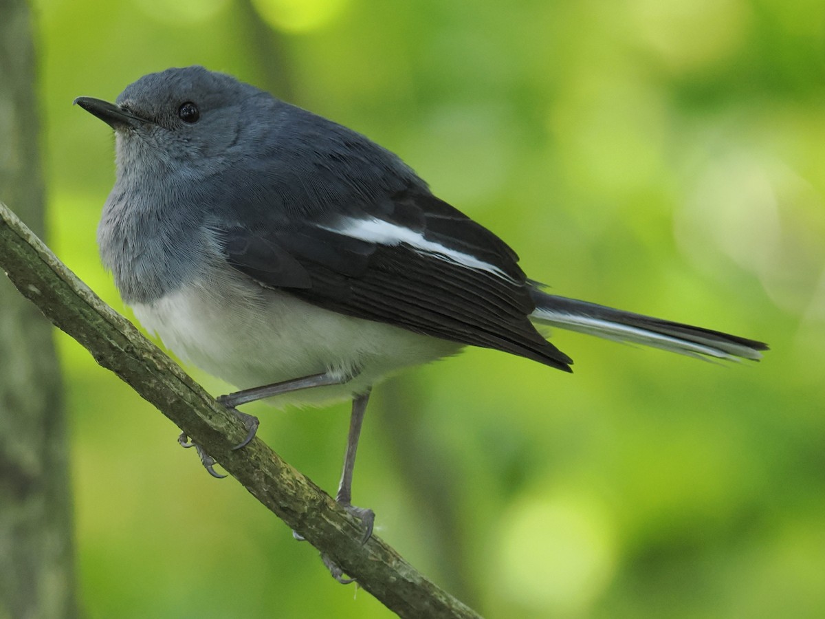 Oriental Magpie-Robin - ML642989995