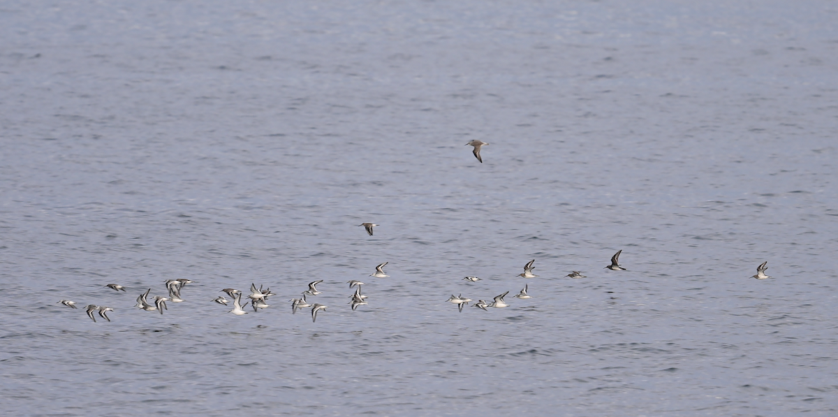 Purple Sandpiper - ML642990006