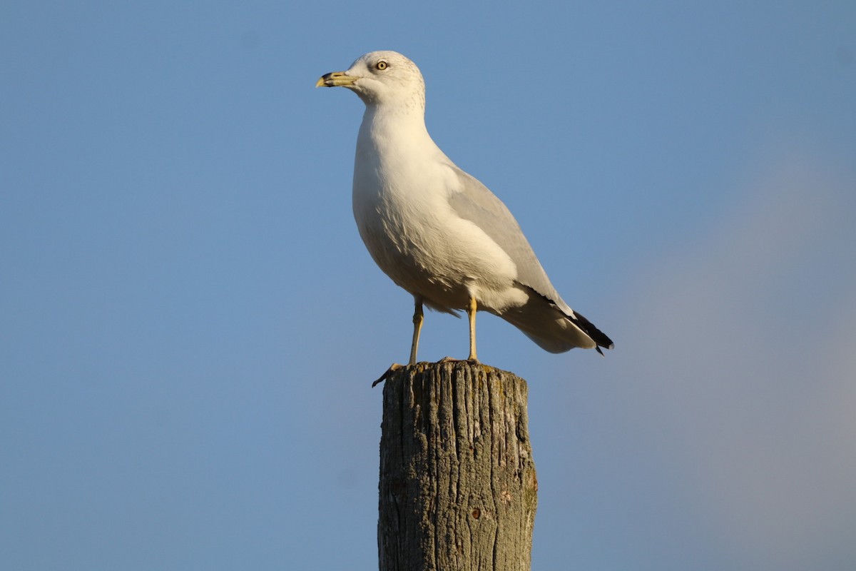 Ring-billed Gull - ML642990019