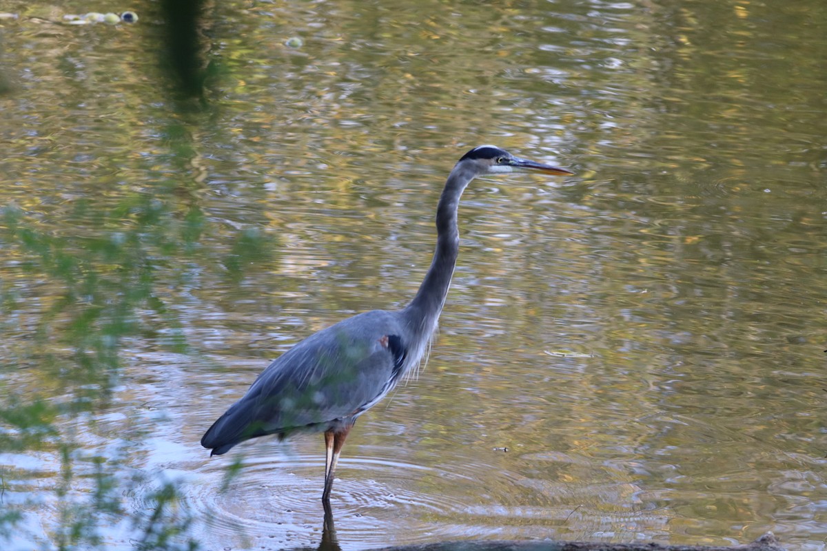 Great Blue Heron - ML642990026