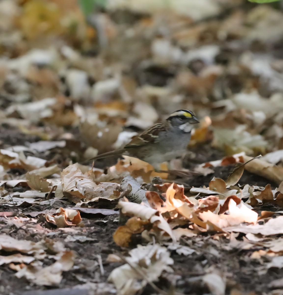 White-throated Sparrow - ML642990037