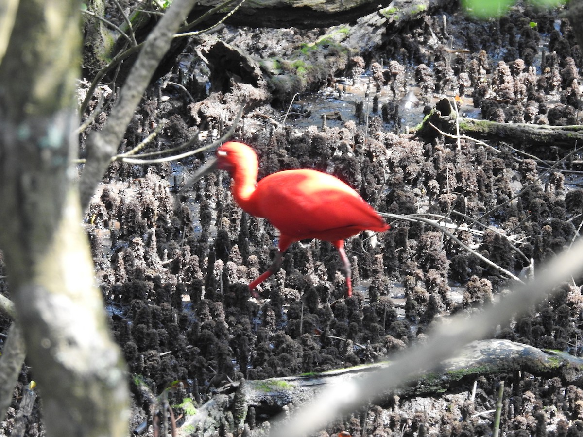 Scarlet Ibis - ML642990048