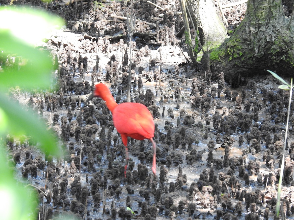 Scarlet Ibis - ML642990049