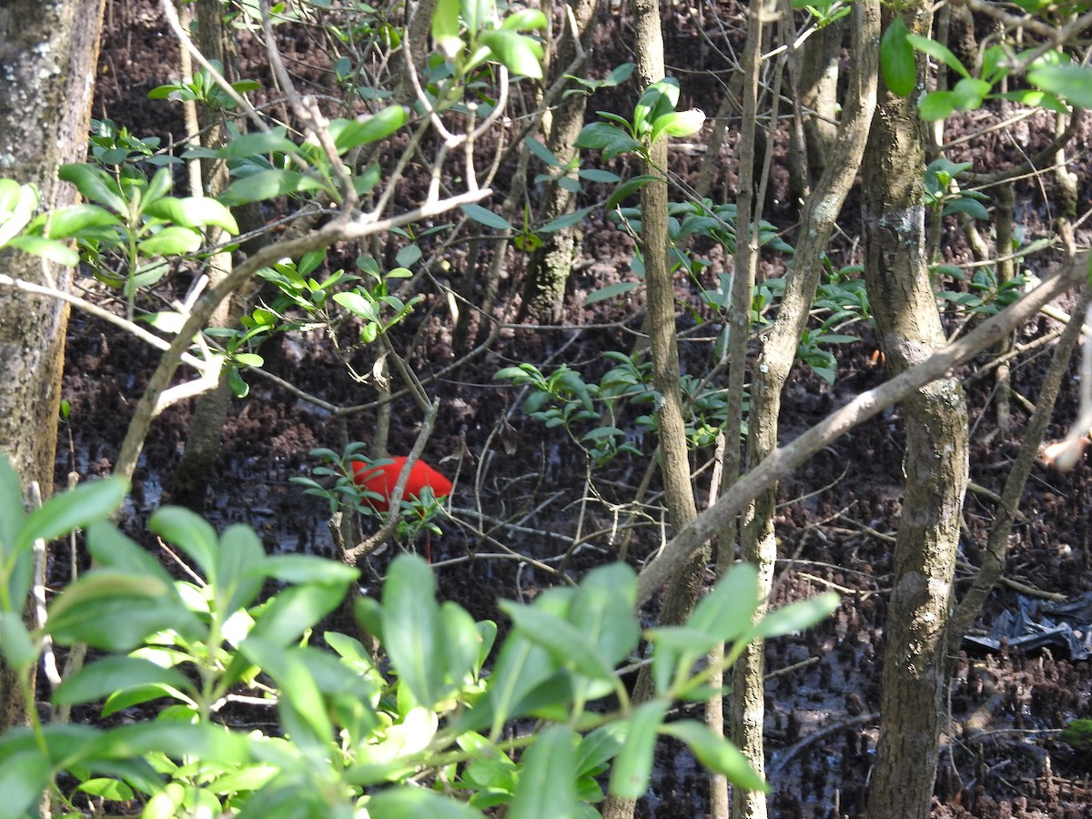 Scarlet Ibis - ML642990050