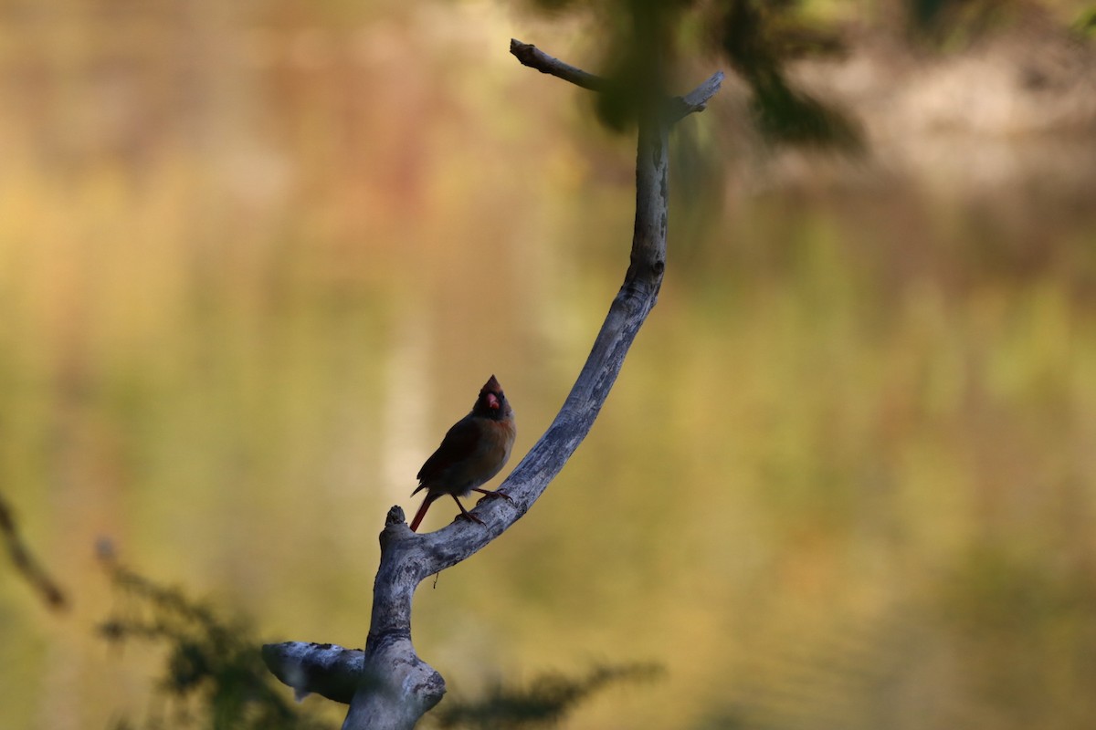 Northern Cardinal - ML642990052