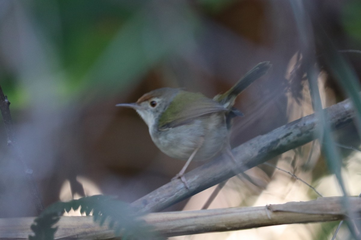 Common Tailorbird - ML642990057