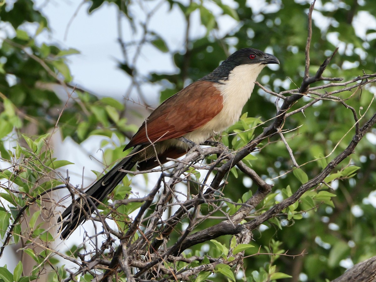 Burchell's Coucal - ML642990058